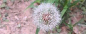 蒲公英可以祛痘嗎，怎么祛痘