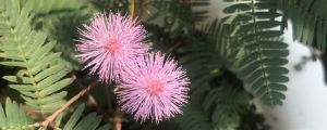 含羞草會(huì)開花嗎，什么時(shí)候開花