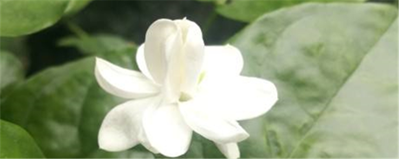 茉莉花能吃嗎，對身體好嗎