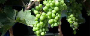 葡萄有什么營養(yǎng)和功效，有什么好處