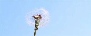 干蒲公英多少錢一斤，蒲公英種子多少錢一斤