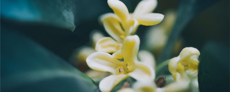 桂花如何存放和處理，摘下的桂花如何保存