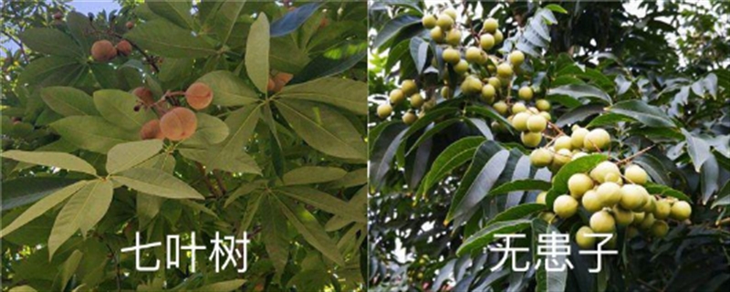 七葉樹和無患子的區(qū)別，是同一種植物嗎