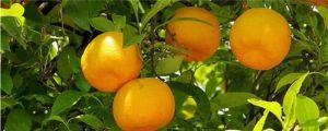 橘子里面的白色東西能吃嗎，里面白色的東西叫什么