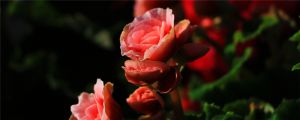 昆明四大名花是什么，中國(guó)的四大名花是什么