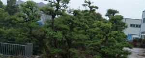 盆景之王是什么樹(shù)，十大盆景名貴樹(shù)種排名