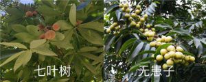 七葉樹(shù)和無(wú)患子的區(qū)別，是同一種植物嗎