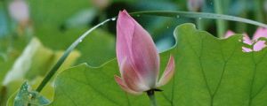 荷花能養(yǎng)在家中嗎，養(yǎng)護需注意什么