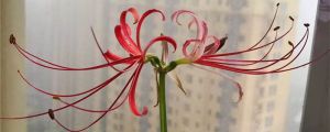 彼岸花喜陰還是喜陽(yáng)，彼岸花家庭可以養(yǎng)嗎