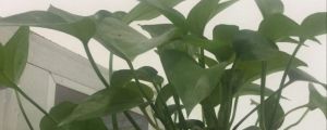 綠蘿致癌嗎，汁液有毒嗎