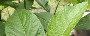 扁桃斑鳩菊功效和作用，扁桃斑鳩菊圖片