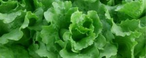 生菜的功效，吃生菜有什么好處