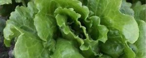 生菜的功效、作用與禁忌