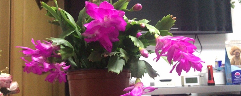 蟹爪蘭幾月份開(kāi)花，開(kāi)花期間的養(yǎng)護(hù)方法介紹
