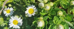 小雛菊花語(yǔ)，小雛菊?qǐng)D片