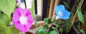 牽牛花什么時(shí)候開(kāi)，有什么特點(diǎn)