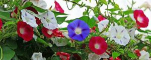 牽?；ǖ念伾鞘裁?，什么時(shí)候開(kāi)花