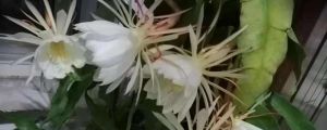 曇花什么時候開，曇花圖片