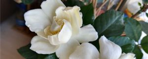 梔子花冬天落葉嗎，梔子花圖片