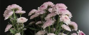 雛菊花期，雛菊圖片