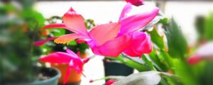 蟹爪蘭花期是什么時(shí)候，花期施什么肥最好