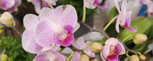 蝴蝶蘭能活幾年，蝴蝶蘭能開幾次花