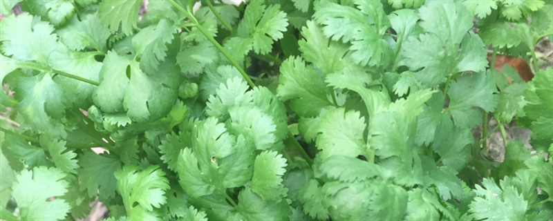 產婦可以吃香菜嗎，哺乳期能吃嗎