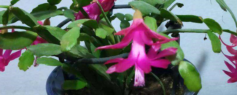 蟹爪蘭什么季節(jié)開花，蟹爪蘭花苞脫落原因