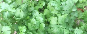 孕婦吃香菜好嗎，香菜功效