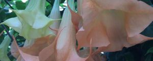 曼陀羅花有毒嗎，功效與作用介紹