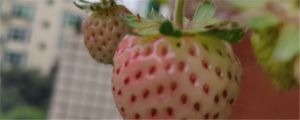 什么的草莓，草莓圖片