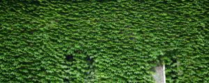 爬山虎是草本植物還是木本植物，適合在室內(nèi)養(yǎng)嗎