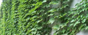 爬山虎是動(dòng)物還是植物，細(xì)絲有什么作用