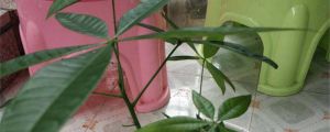 發(fā)財樹開花嗎，什么時間開花