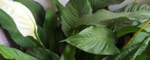 一帆風(fēng)順播種步驟，一帆風(fēng)順其他的繁殖方法