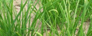 盆栽韭菜的種植方法和時(shí)間，是不是每年換一次土