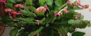 蟹爪蘭開花期間的養(yǎng)護(hù)，開花時(shí)間