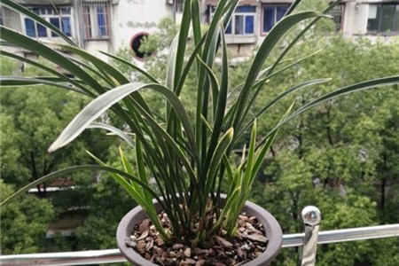 蘭花