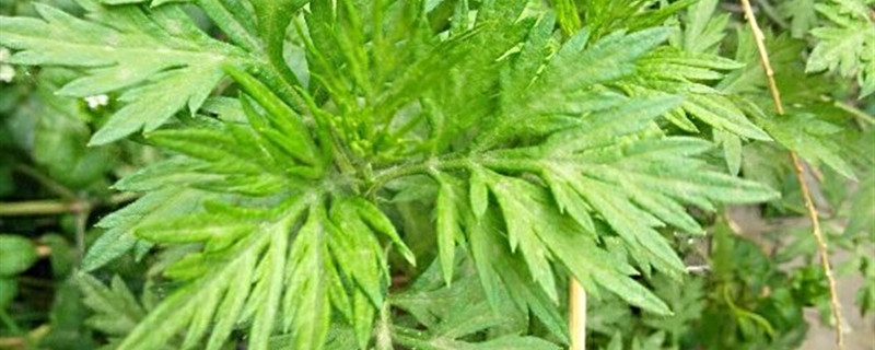 艾草有什么作用，艾草能減肥嗎
