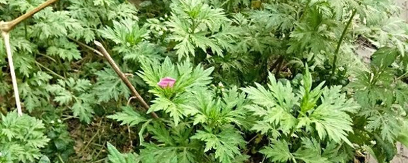 艾草灰的功效與作用，艾草灰能祛痘嗎