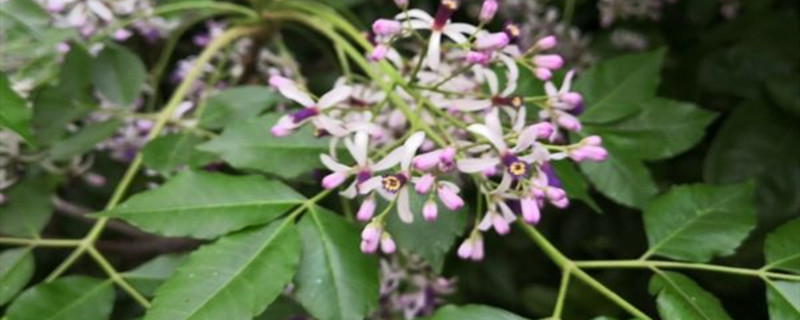 丁香花的介紹，丁香花的品種