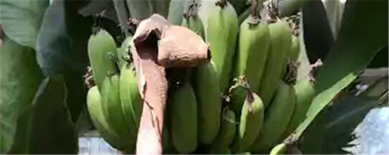 香蕉什么時(shí)候吃，不能和什么同食