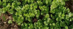 吃香菜有什么好處，香菜的做法