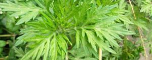 艾葉的作用，艾葉和艾草一樣嗎