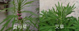 益母草和艾草的區(qū)別，艾草圖片