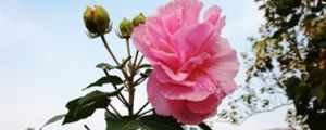 杜鵑花是映山紅嗎，是草本還是木本