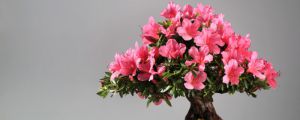 杜鵑冬季開花嗎，冬季適合多少度