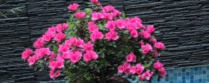 杜鵑小苗養(yǎng)幾年能開花，小苗價格