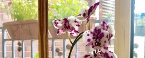 蝴蝶蘭花期多長(zhǎng)，蝴蝶蘭花期養(yǎng)護(hù)