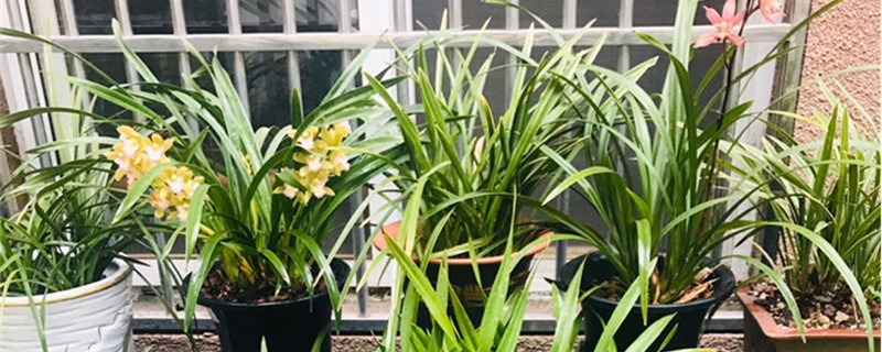 蘭花在家里養(yǎng)好嗎，為什么蘭花不能養(yǎng)在家里